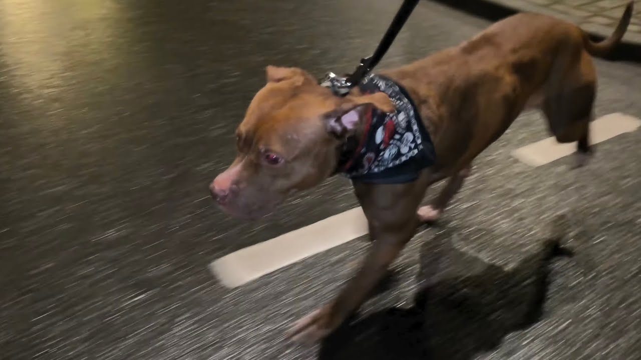 🌜☠️ Lena's last walk of the day 🐾🐾 part1 