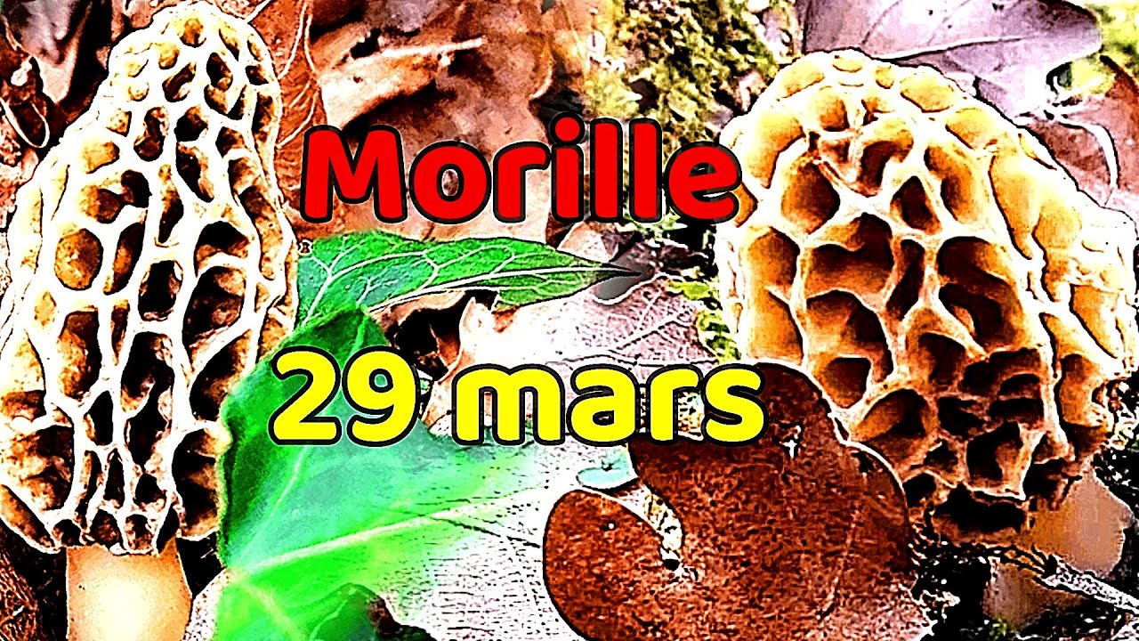 morille du 29 mars