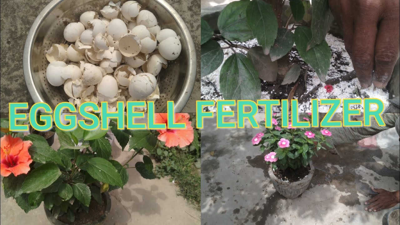 HOW TO MAKE EGGSHELL FERTILIZER.