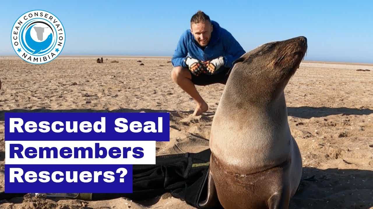 Rescued Seal Remembers Rescuers?