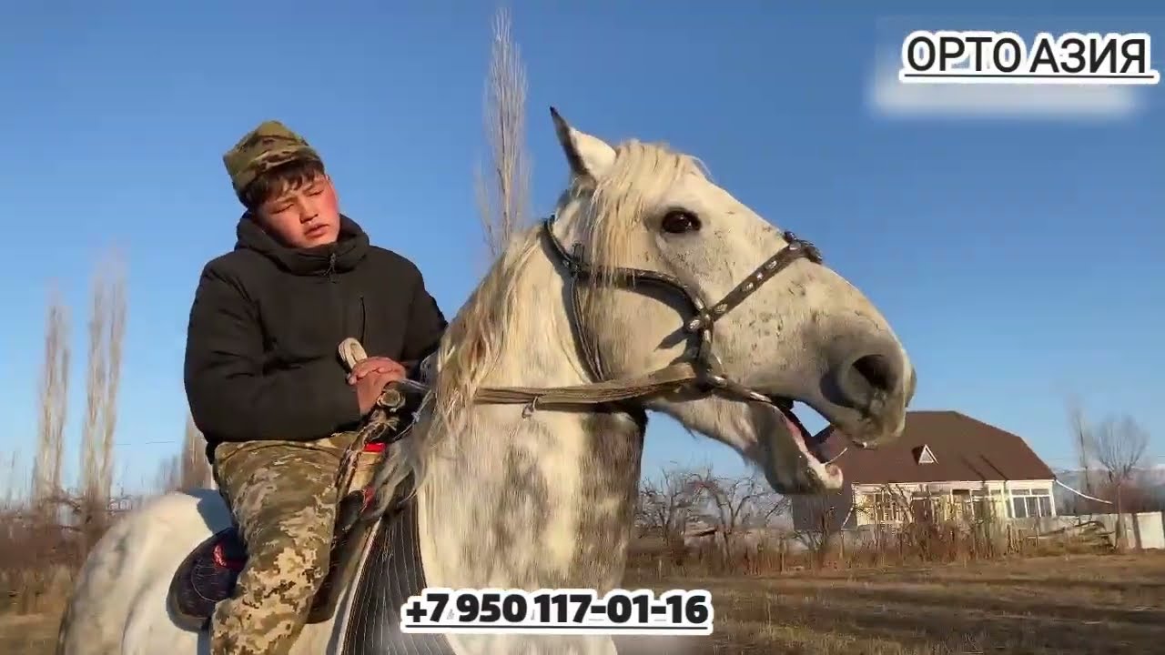ОТО Зоооор Ат Чыкты Сатууга Улагы 💯#кыргызстан #атбазар 
