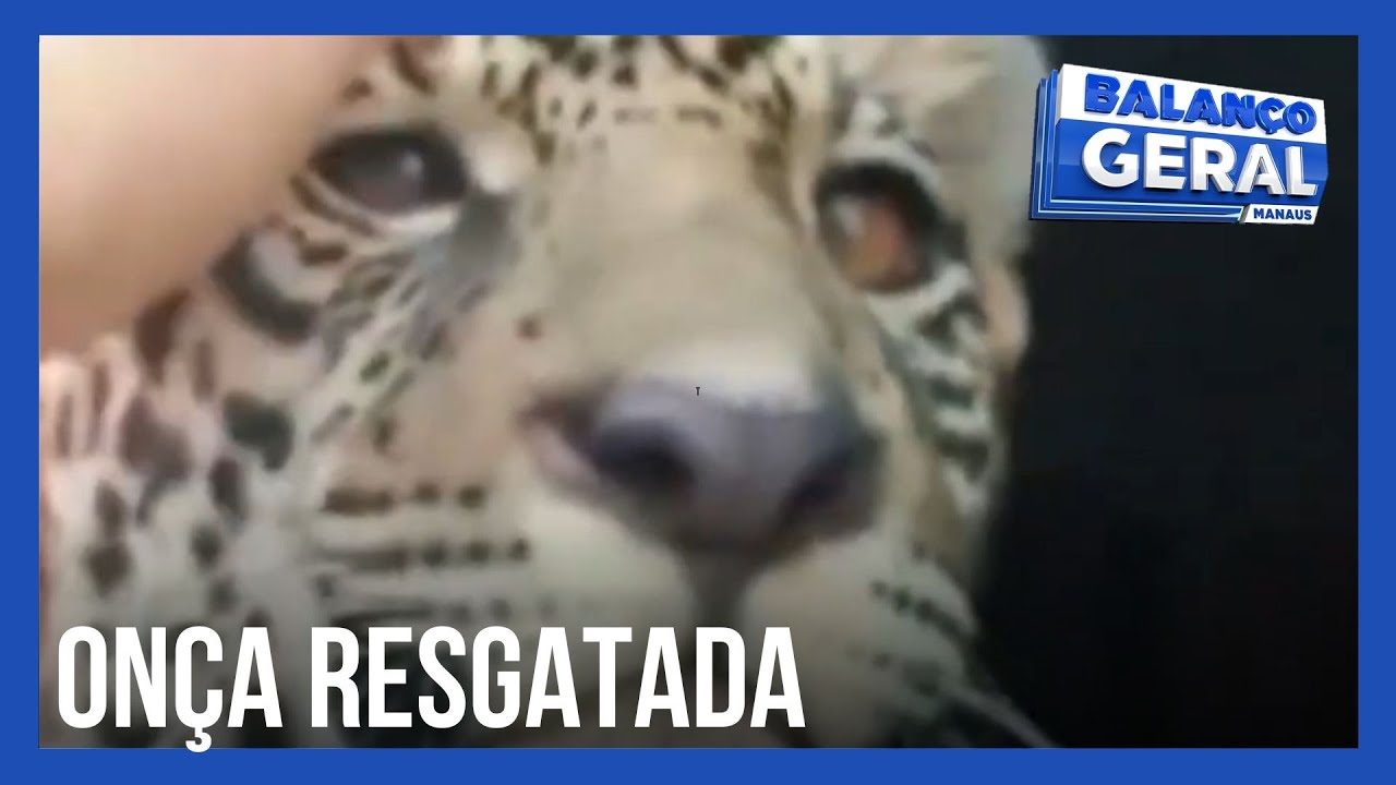 Onça-pintada criada como pet é resgatada