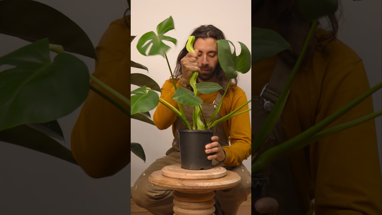 Staking your monstera #houseplants #plantcare #monstera #plants