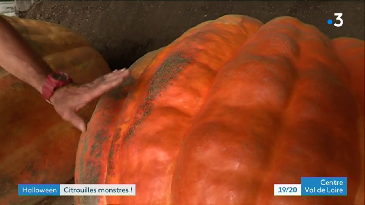 Berry : production de citrouilles g&eacute;antes !