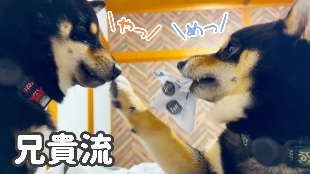 怒られてもいいから兄ちゃんと遊びたいぽん太ととことん付き合って教育してくれる、まろ。