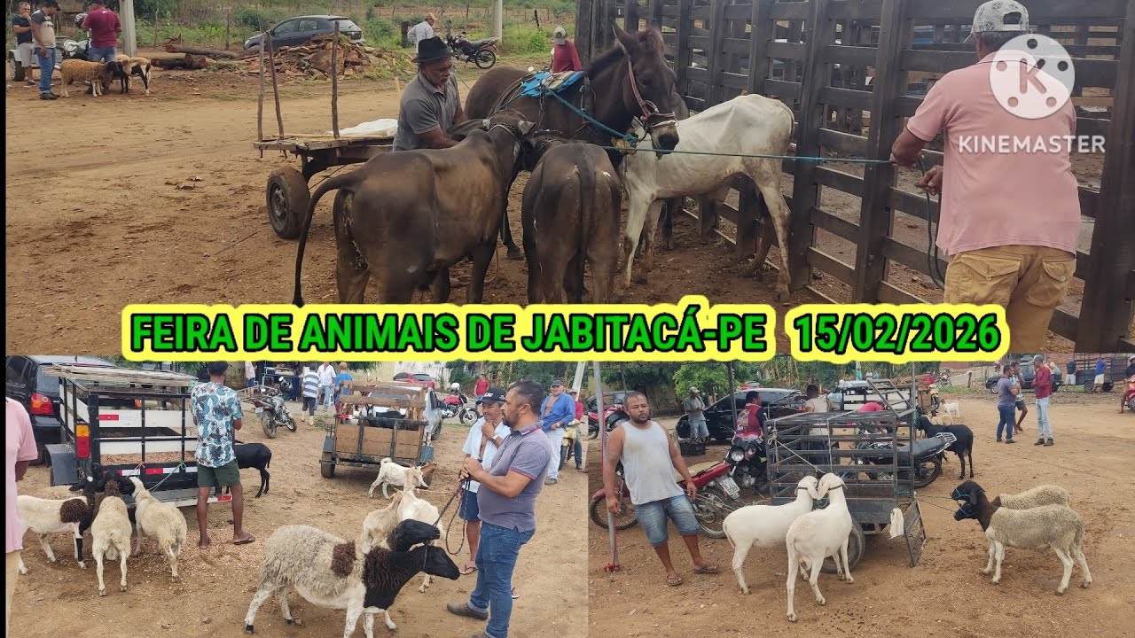 Feira dos animais em Jabitacá-PE dia 15/02/2026