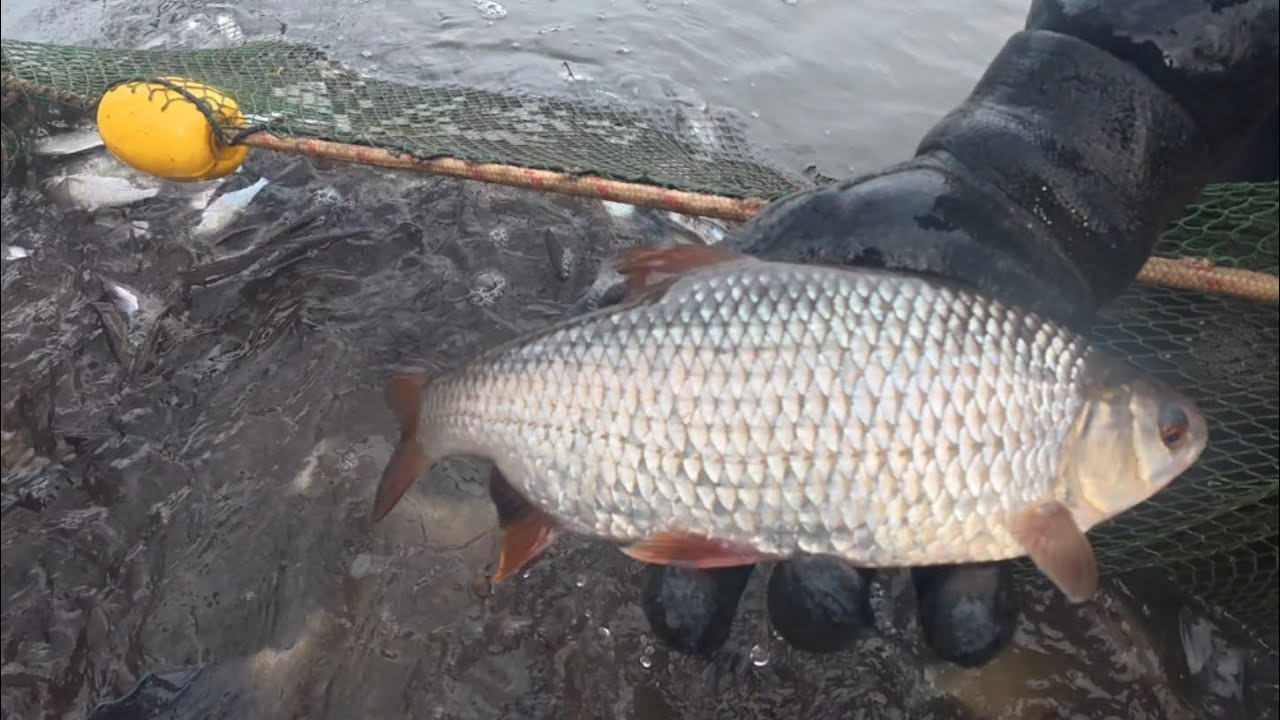 Best mixed fishery in the country? £4 A DAY!!!!