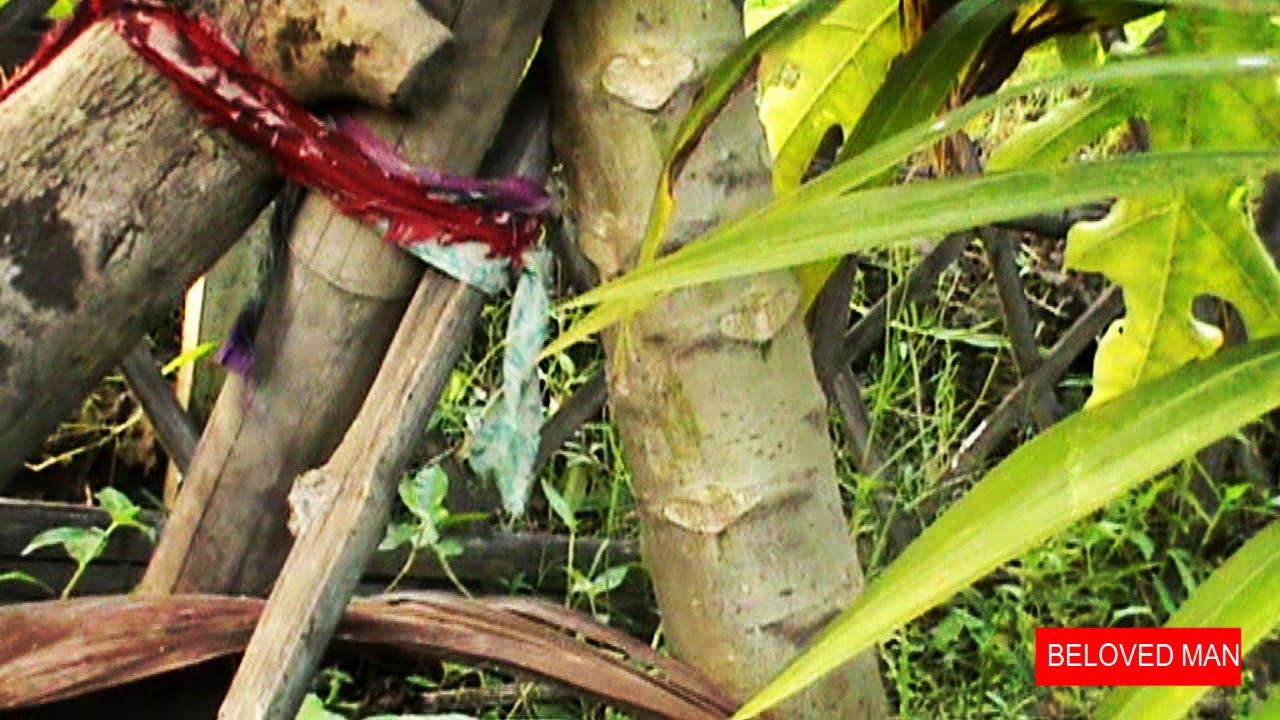 **The Papaya, Papaw, Or Pawpaw Is The Plant in Bangladesh**How to Grow Papaya Plant**