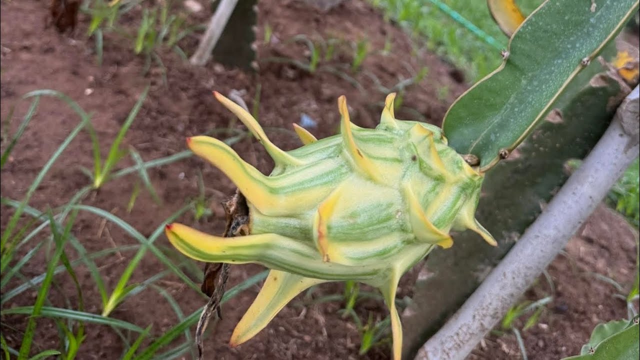 صنف البيوتي بيرى ومواصفاتها 