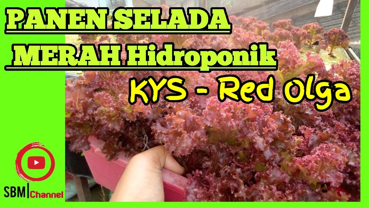 PANEN SELADA MERAH HIDROPONIK - KYS/RED OLGA