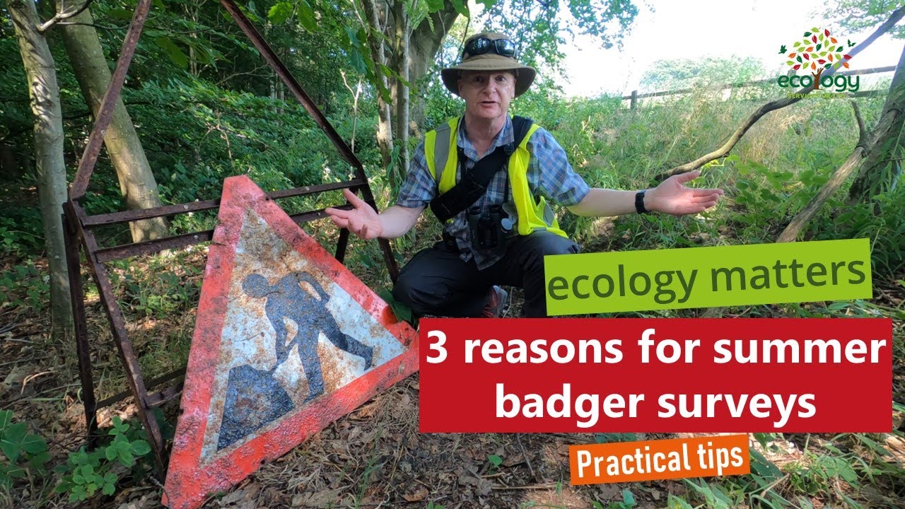 3 reasons for summer badger surveys