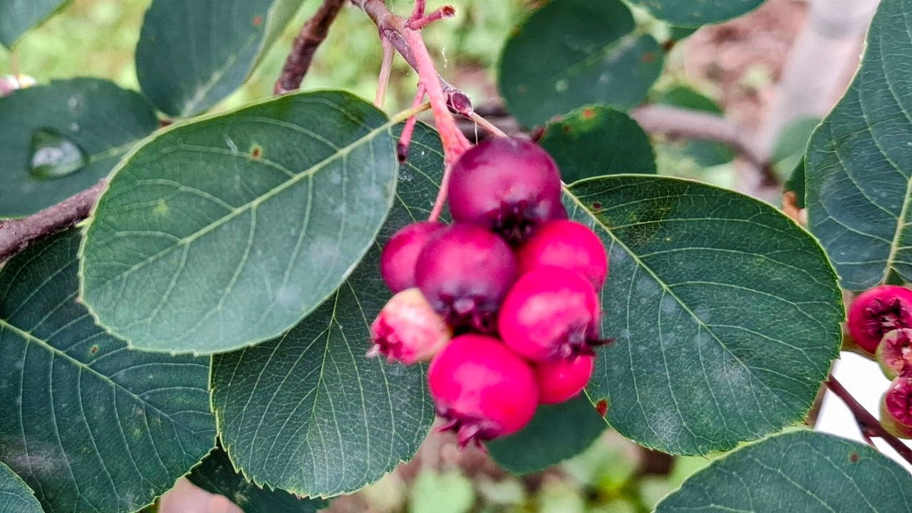 Tasting two Saskatoon Cultivars - Amelanchier alnifolia "Smoky" and "Thiessen"