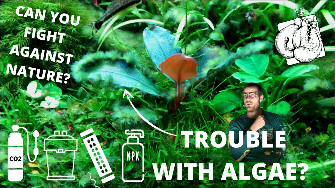 GET RID OF ALGAE IN YOUR BUCEPHALANDRA PLANTED TANKS! (Controversial Opinions?)