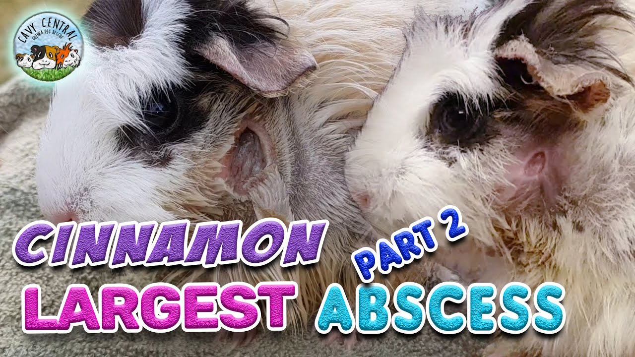 Guinea pig abscess update - treatment to use with Cinnamon at  Cavy Central Guinea Pig Rescue
