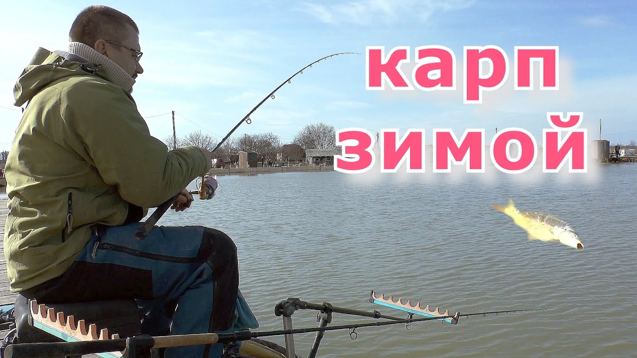 Главный секрет ловли карпа зимой на фидер. Рыбалка на карпа с фидером зимой.