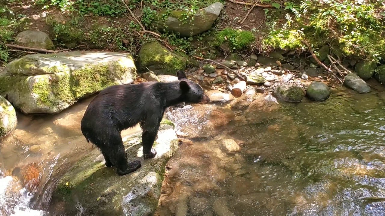 Black bear up close encounter in the Great Smoky Mountains