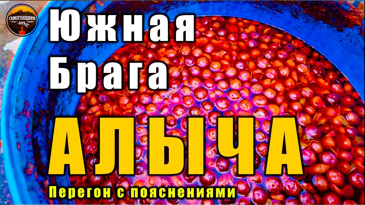Брага из алычи от А до Я перегон на аламбике и дегустация | Правильный рецепт