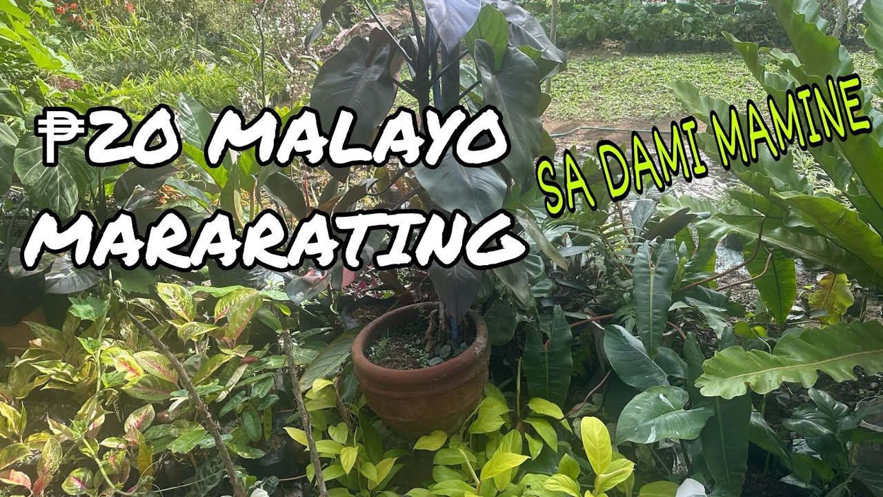 NEW VLOG DAMI MINE PM AGAD #gardentour #gardenplants  #garden   