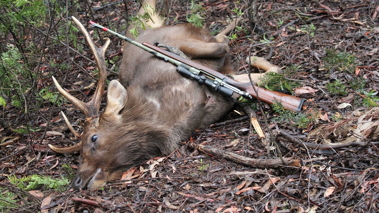 Sambar Stag Camps