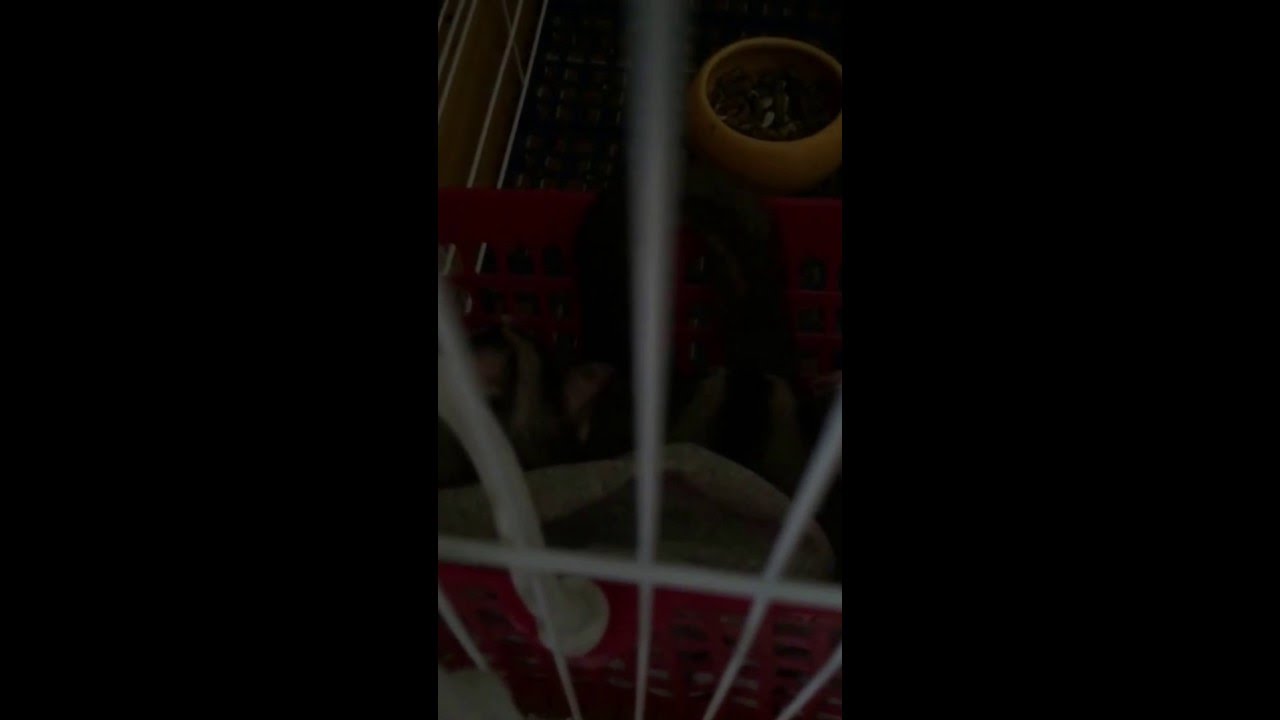 3015.06.23 有伴的開心小胖7