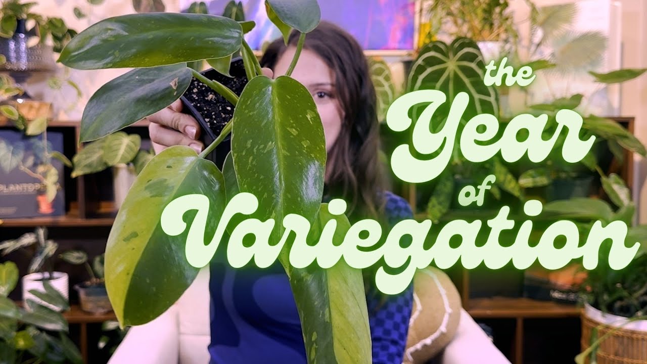 Top 10 Must-Have Plants of 2024 | Variegation is Here!