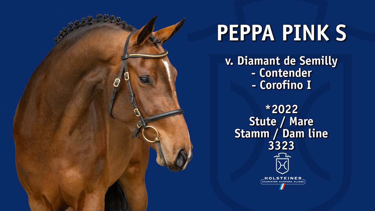 Holsteiner Elite-Reitpferdeauktion 2025 in Elmshorn | Nr. 116 Peppa Pink S v.  Diamant de Semilly