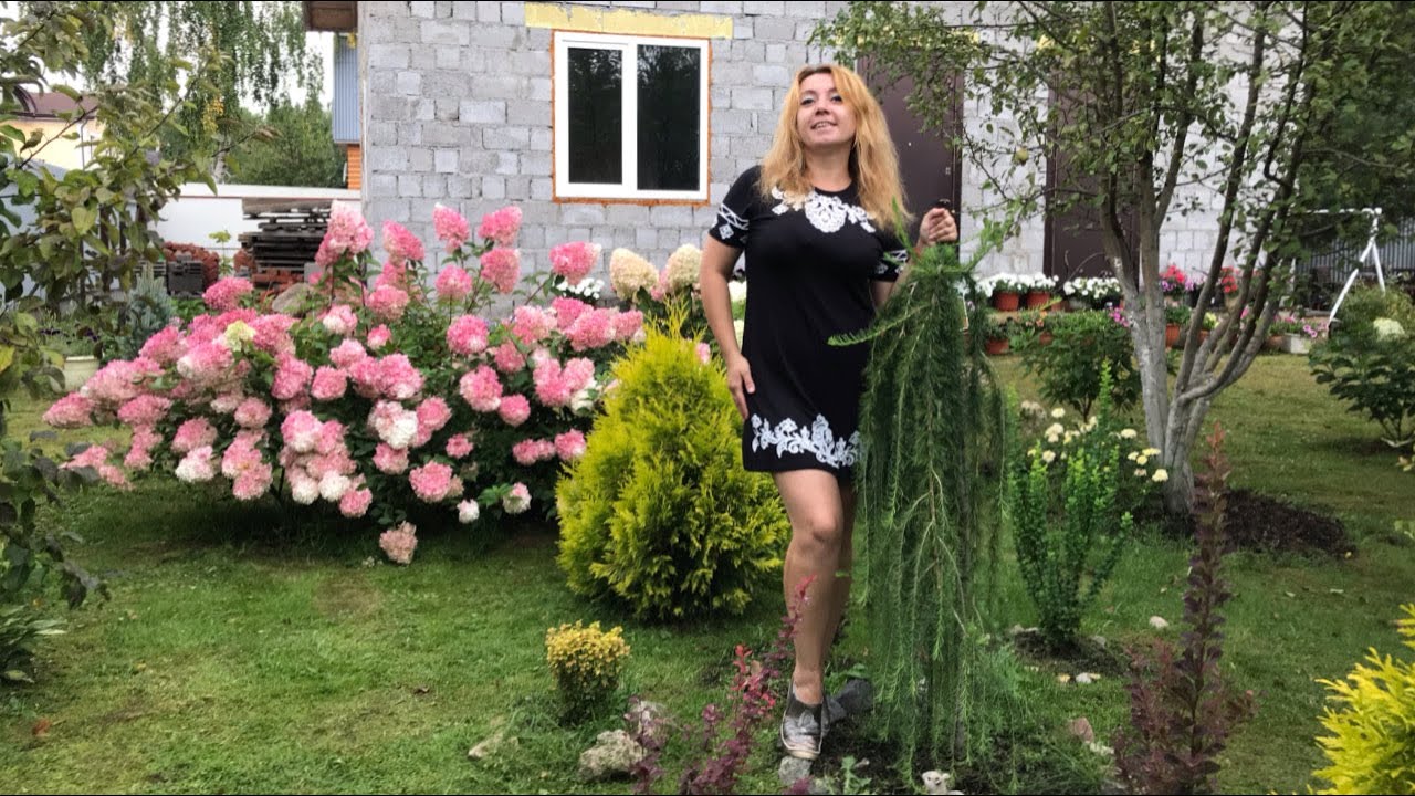 Мои любимые хвойные растения❤️ Все названия.Уход.Обработка. Удобрения. Укрытие на зиму.Хвойный сад❤️