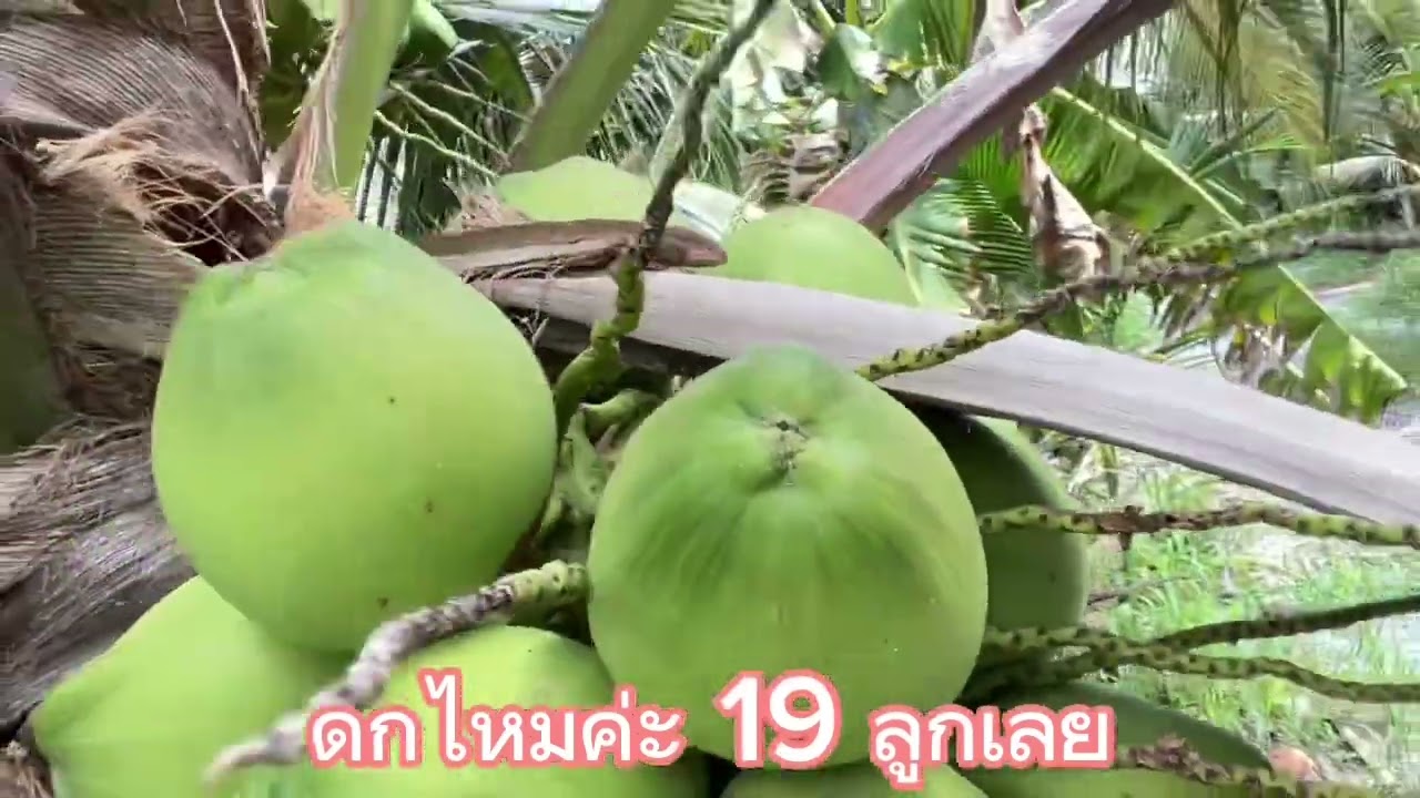 #สวนคุณดาบส #สวนกรรญดา