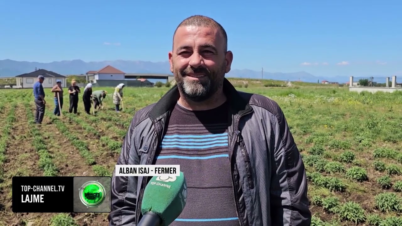 Top Channel/ Fermerët e sherbelës/ Dy dekada në shërbim të bimëve mjekësore në Malësinë e Madhe