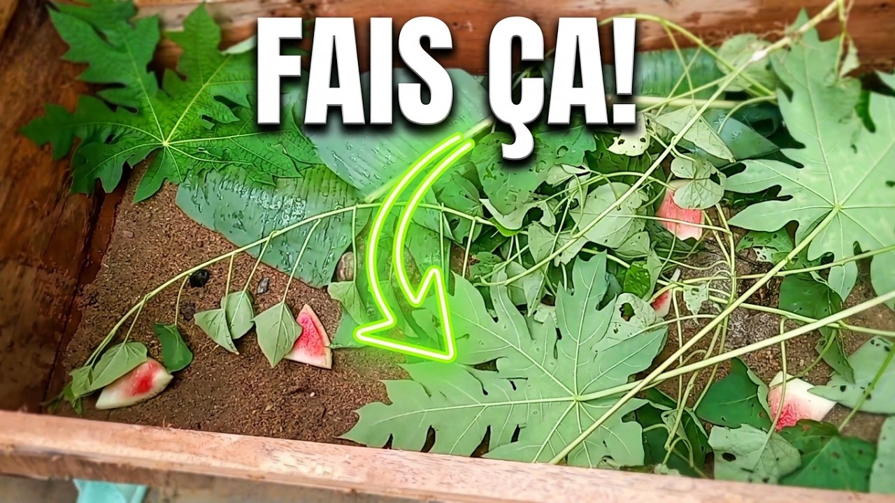 COMMENT FAIRE LA MISE EN PLACE D'UNE ESCARGOTIERE part1 @investirsursoibymotivspeaker
