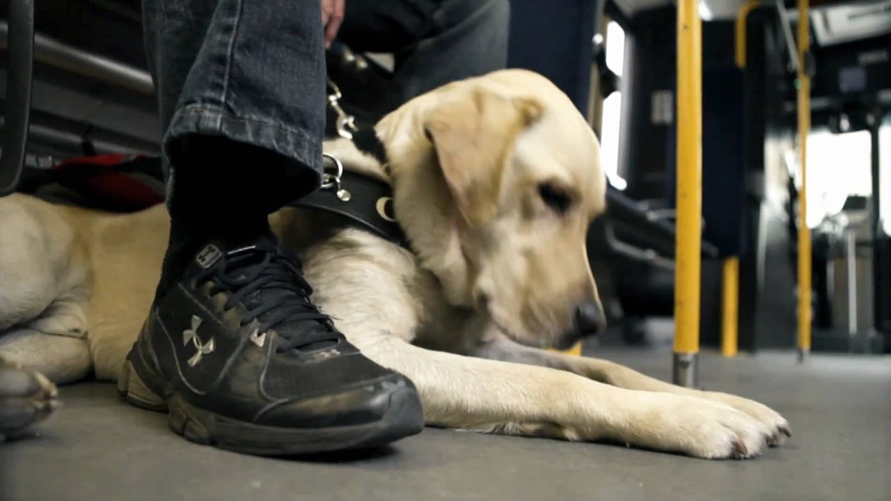 Lions Foundation Dog Guides Promotional Video