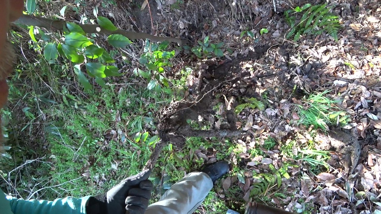 Nature Wonderland; working on the target vine after digging for a wrong root 20260311