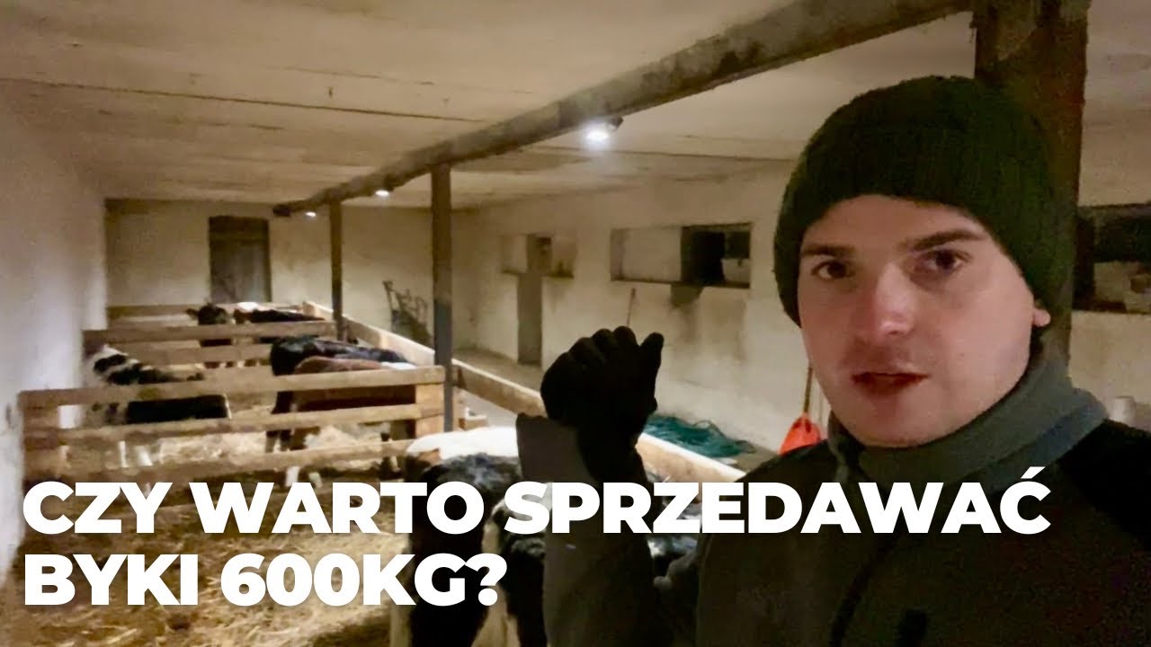 Czy opłaca się sprzedawać byki 600 kg? Moja opinia, pogadanka
