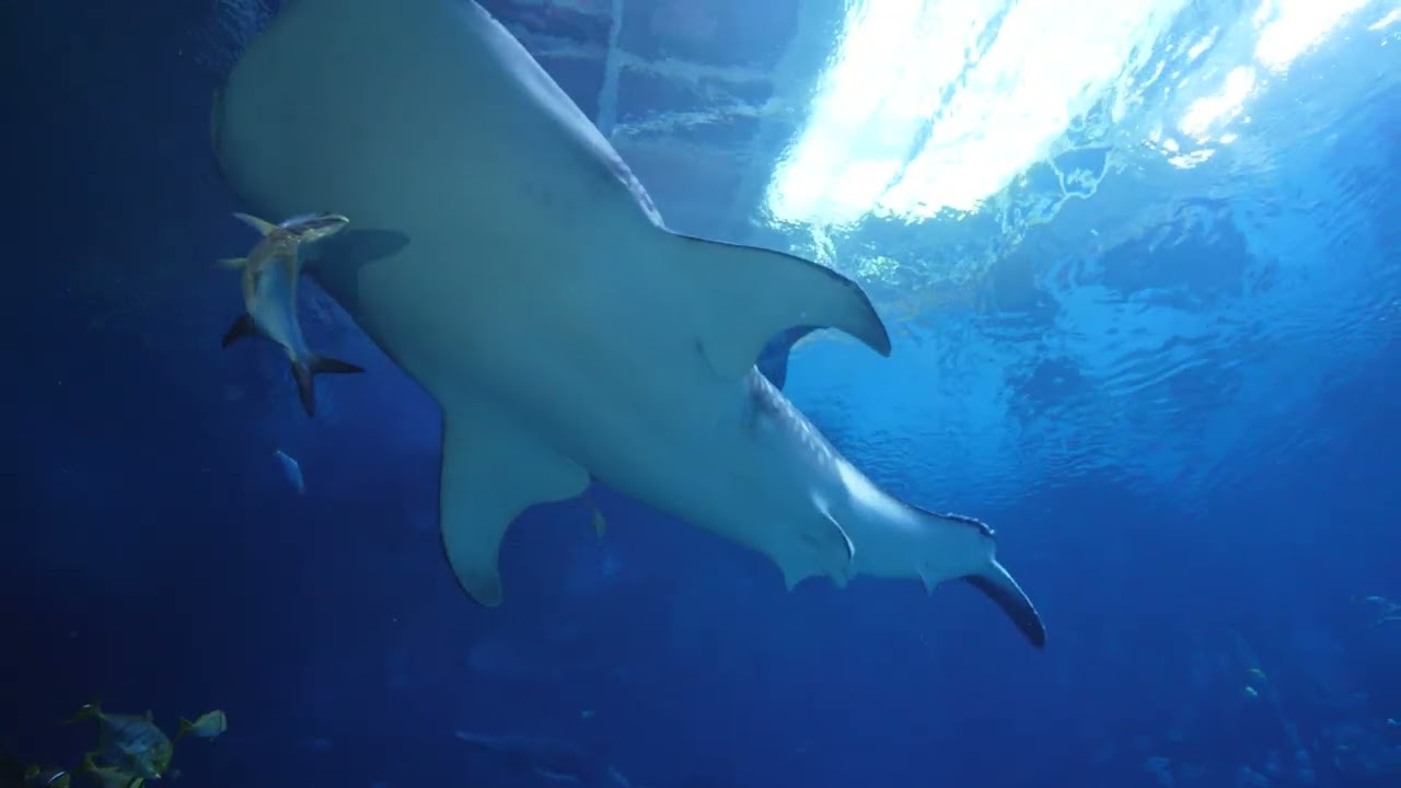 TNT Salvage and Transport Dive Trip Georgia Aquarium