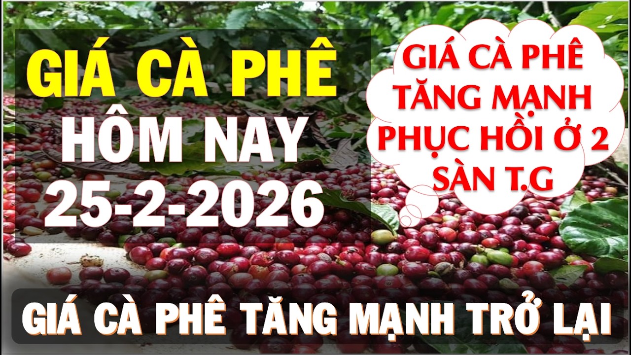 Giá cà phê hôm nay ngày 25/2/2026|Giá cà phê phục hồi tăng mạnh ở 2 sàn phái sinh và trong nước
