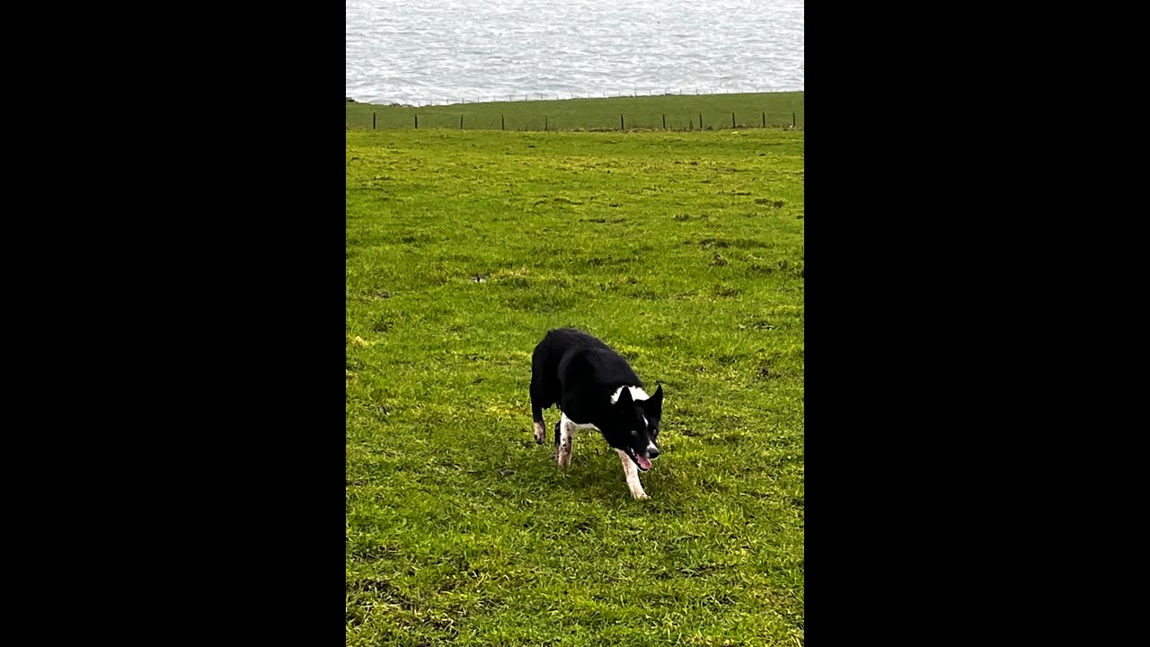 Lot 7  - Bob - 04/02/26 - Farmers Marts Dolgellau Online Sheepdog Auction