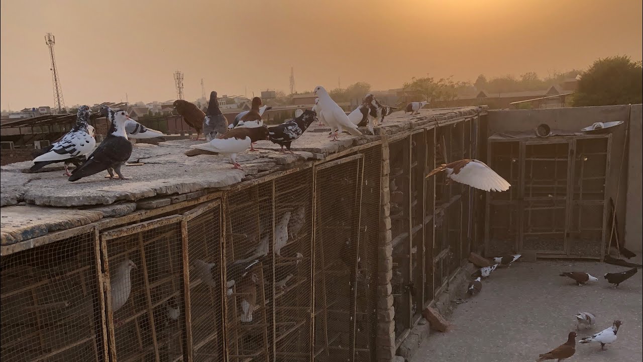 Garme to hai phr kabootar to tyar ho gy ☺️🕊️aj ka vlog 