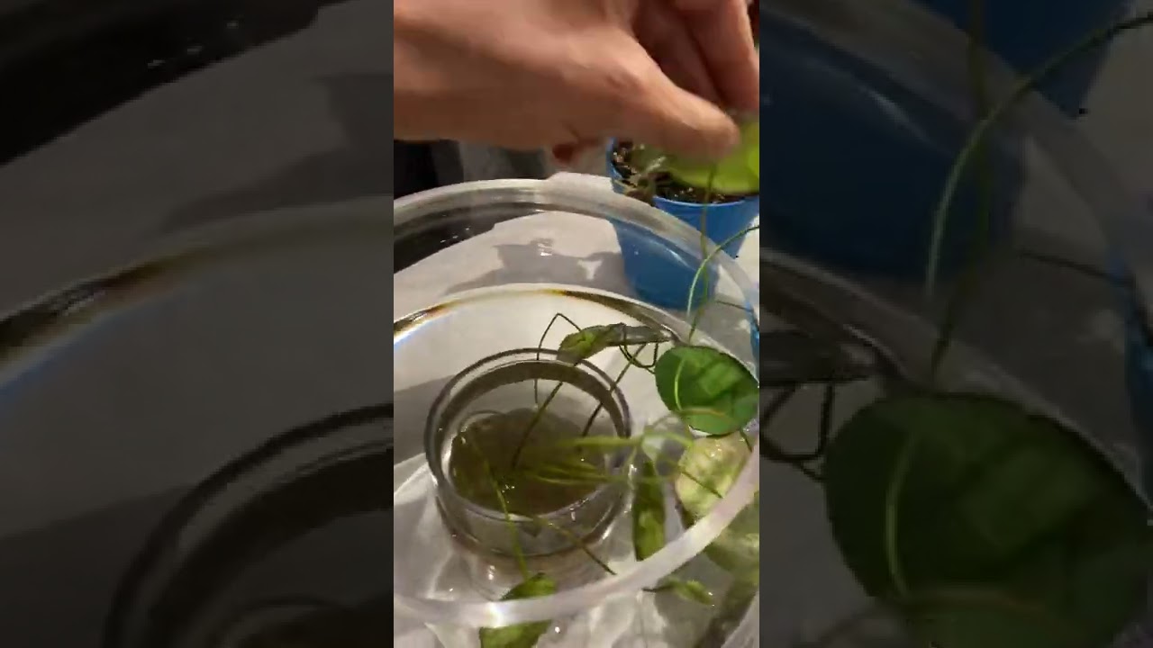 احواض سمك مع نباتات مائيه / لوتس