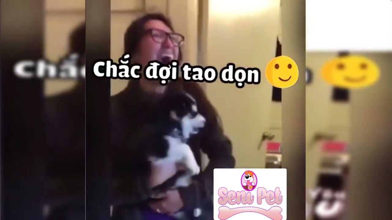 CHÚ CHÓ ALASKA HÁT SIÊU CUTE 
