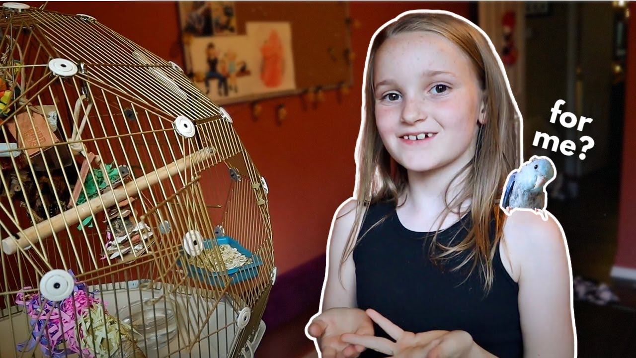 I gave my budgie's cage to my new parrotlet...