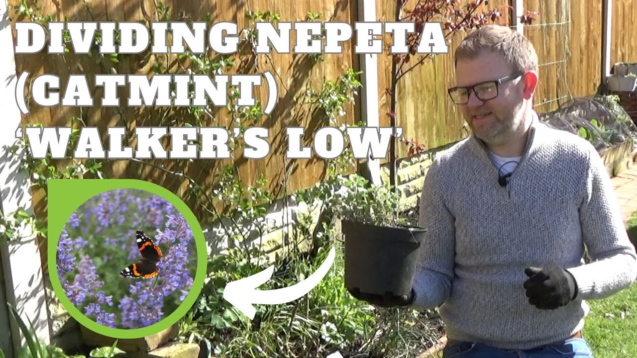 Dividing Nepeta 'Walker's Low' | How to Divide & Take Basal Cuttings | How to Propagate Catmint