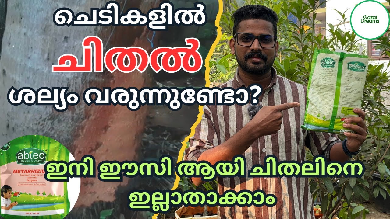ചെടികളിൽ നിന്നും ചിതൽ ശല്യം എങ്ങനെ അകറ്റാം | How to get rid of termite from your farm