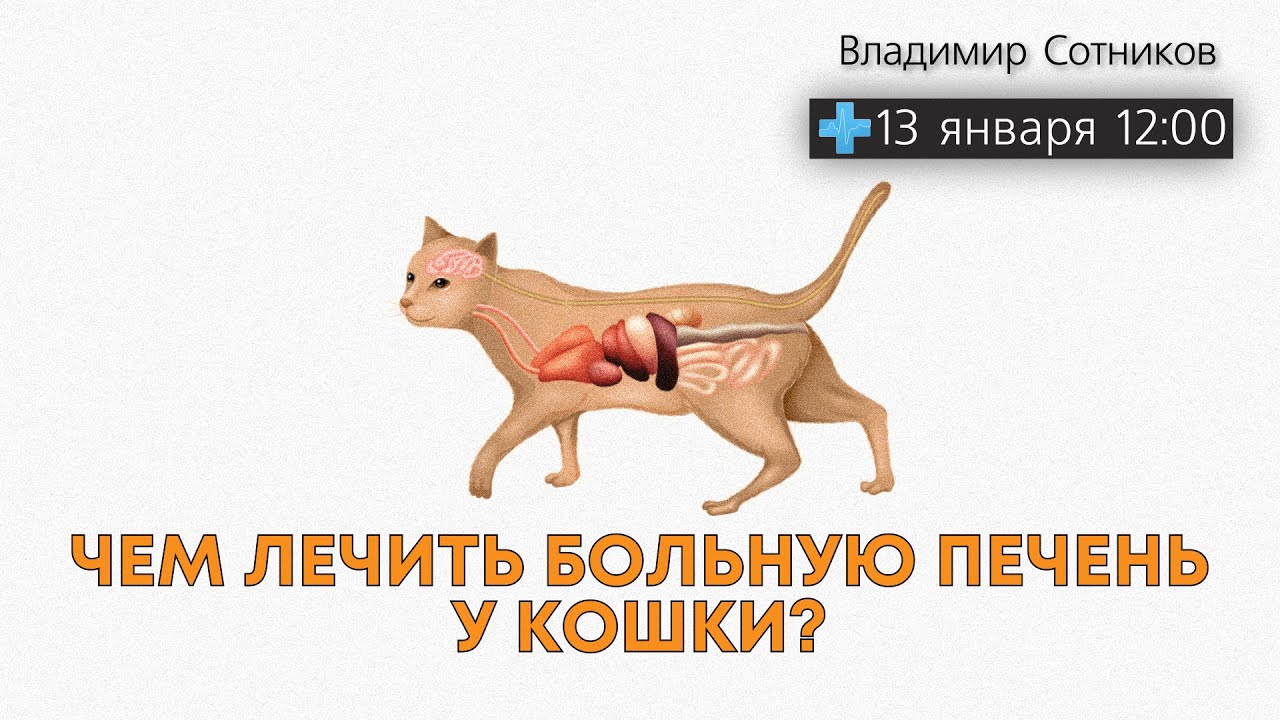 Чем лечить больную печень у кошки?
