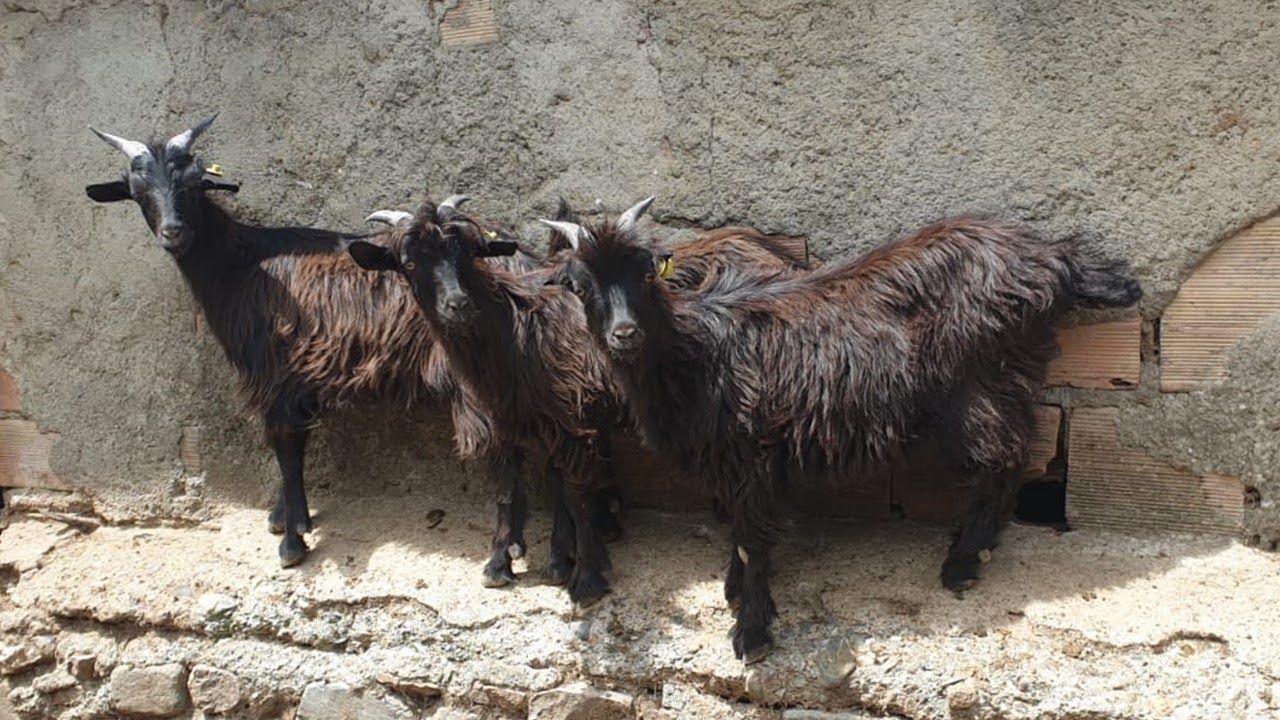💚 La cabra SERRANA DE CALABRIA. Italia 🐐🐐🐐🐐