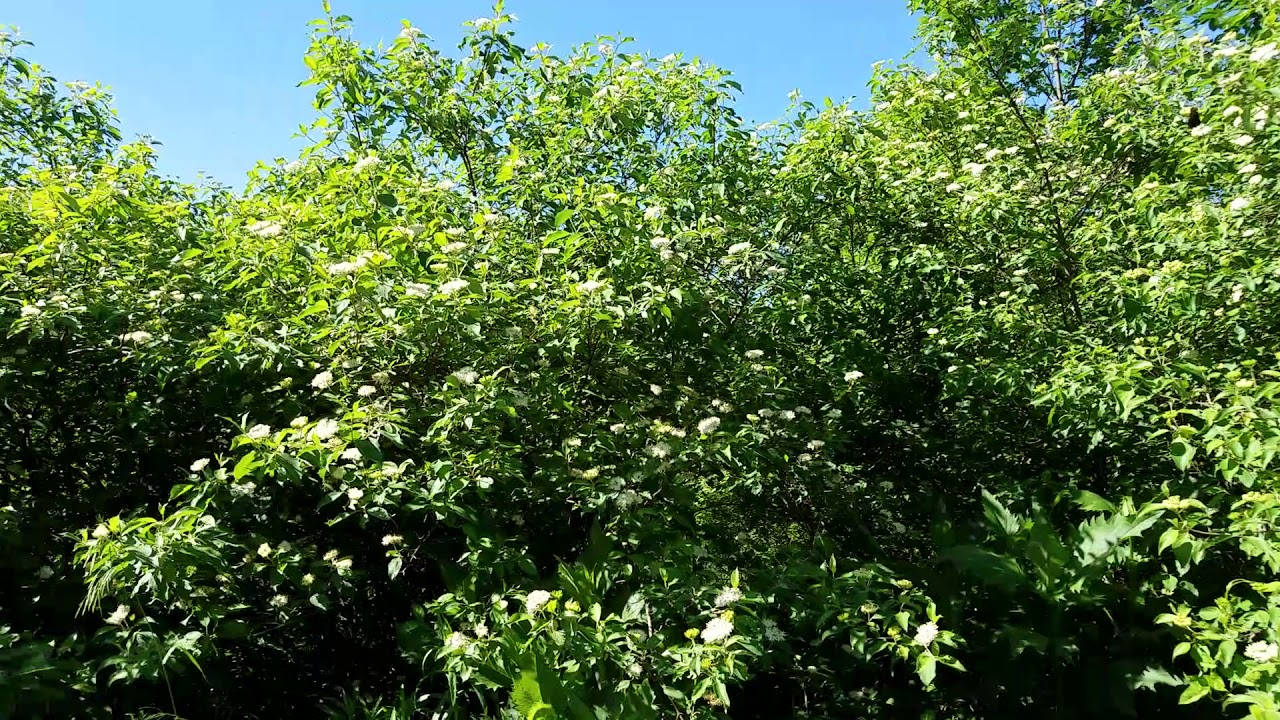 Silky Dogwood, what a shrub!