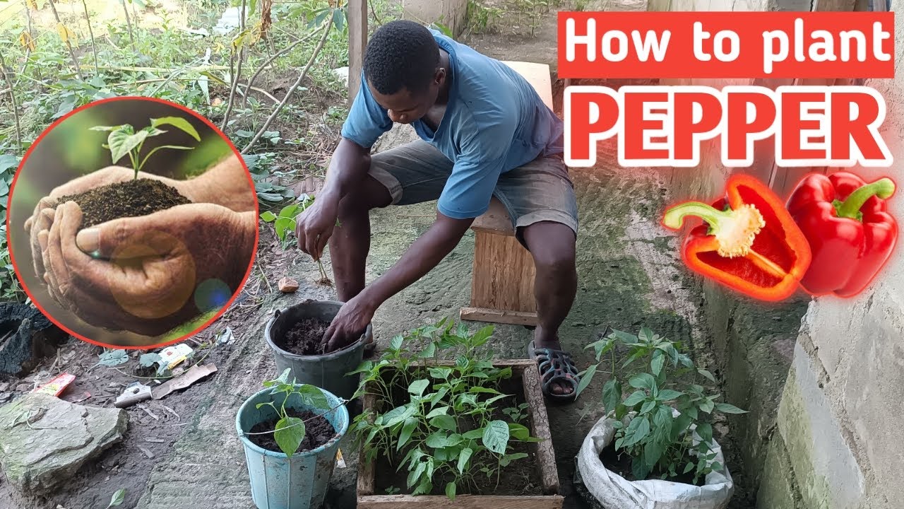 How to plant pepper seedlings || Pepper farming in Nigeria