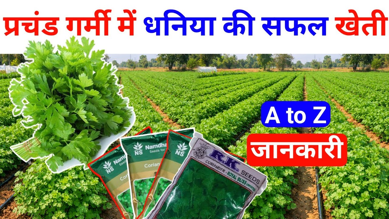 गर्मी में धनिया की खेती कब और कैसे करें #Garmi Me Dhaniya ki kheti kaise karen | Dhaniya ki kheti