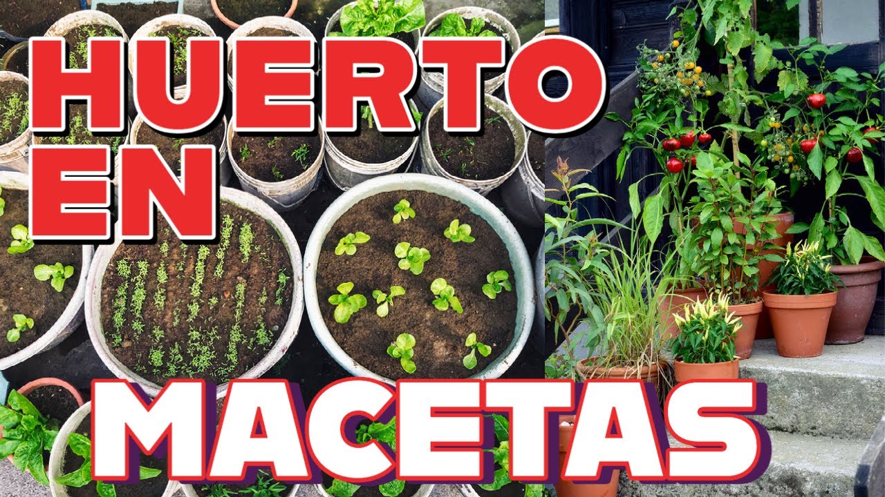 Como tener éxito con la huerta en macetas.