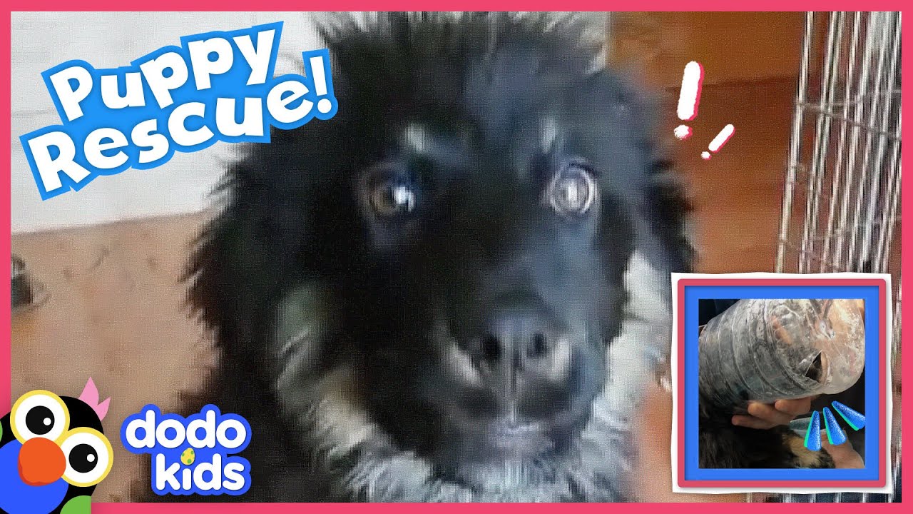 Lady Saves Puppy With Bottle Stuck On His Head — And His Face Is So CUTE | Rescued! | Dodo Kids