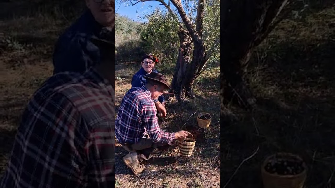 Defis de récolte d'olives avec ma femme : elle m'a gagné .#récolte #olives #kabylie #concours